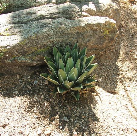 Agave, Ferdinand