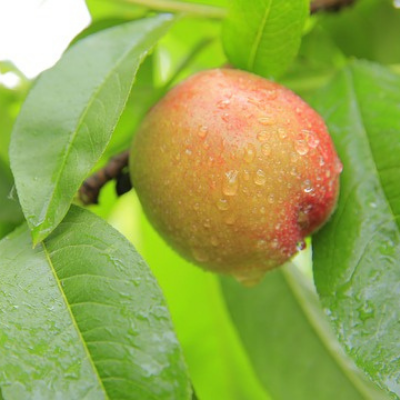Nectarine, Fruit Tree