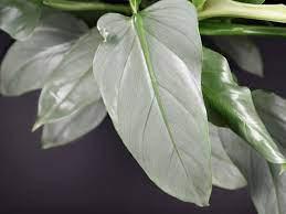 Philodendron , Silver Sword