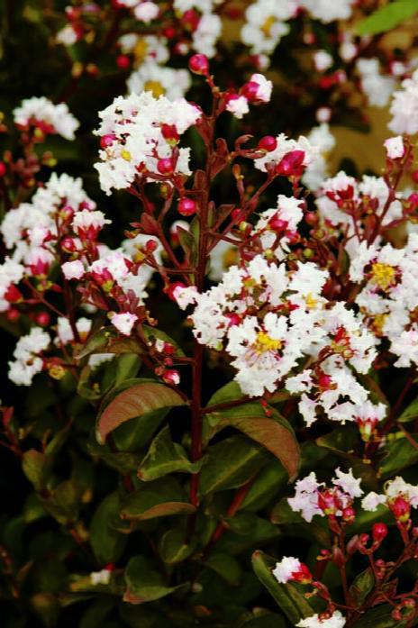 Crape Myrtle, Burgundy Cotton