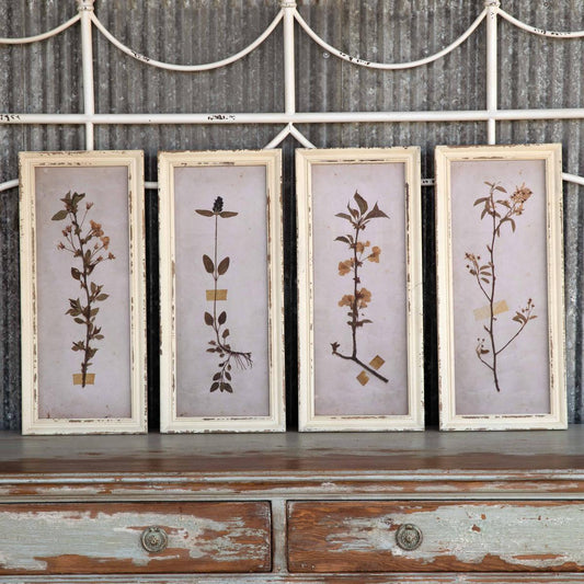 Pressed Botanical Framed Prints, 4 Assorted Styles