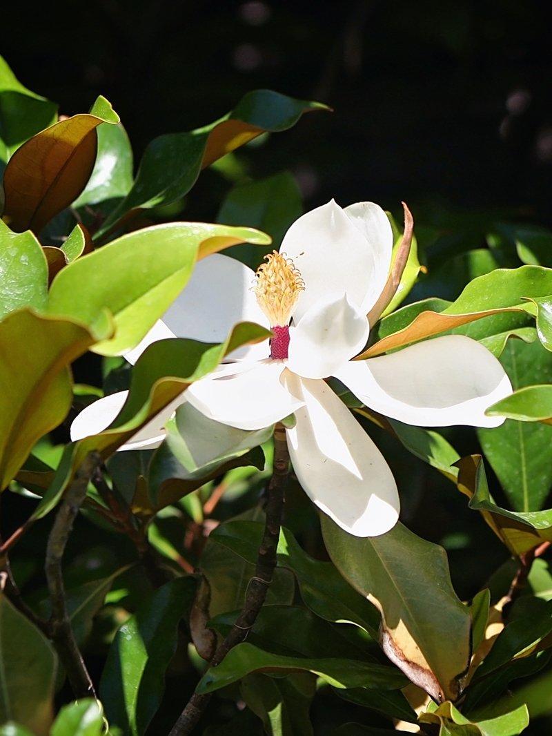 Magnolia, Bracken's Brown Beauty