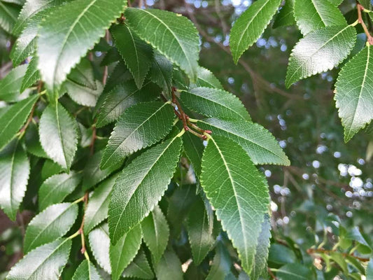 Elm, Lacebark