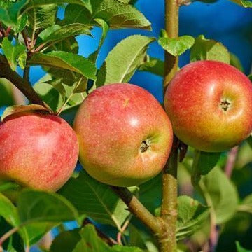 Apple, Fruit Tree