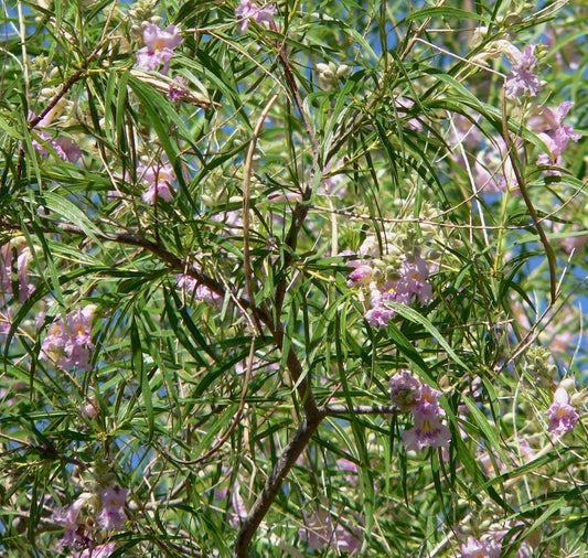 Willow, Desert