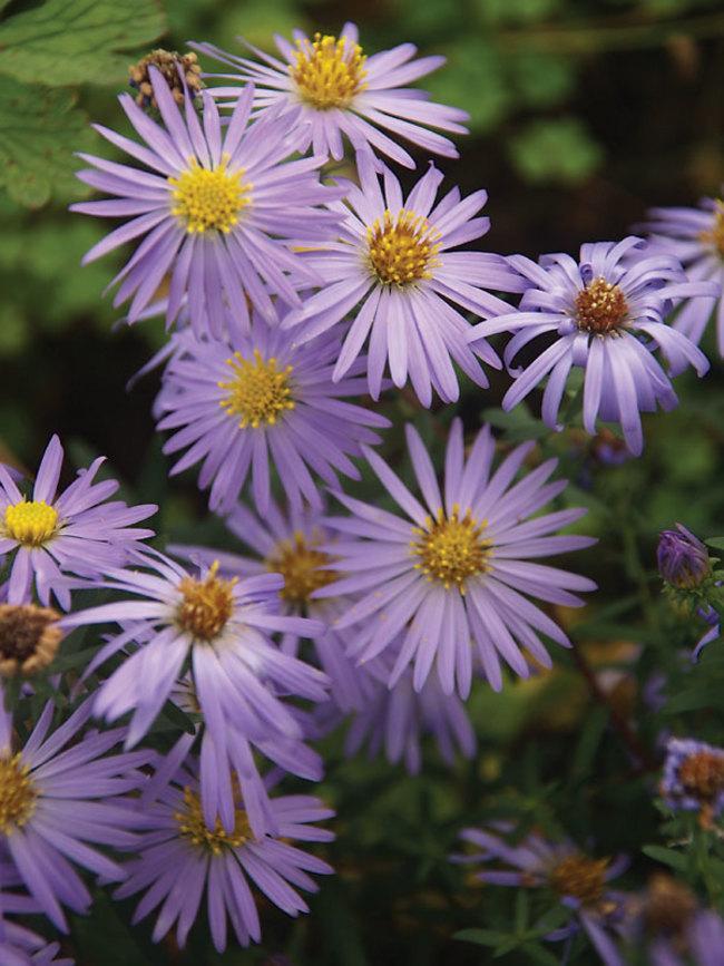 Aster, Aromatic