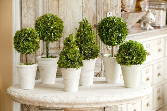 Boxwood Topiaries-White Pot