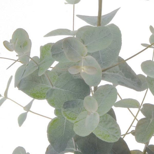 Eucalyptus, Silver Dollar