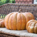 Load image into Gallery viewer, Pumpkin Collection
