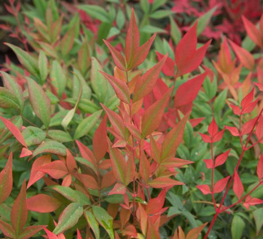 Nandina, Obsession