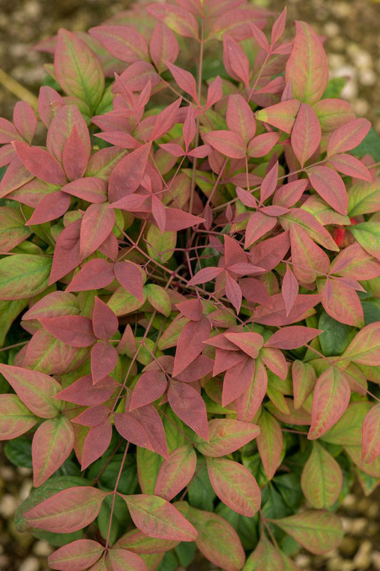 Nandina, Blush Pink