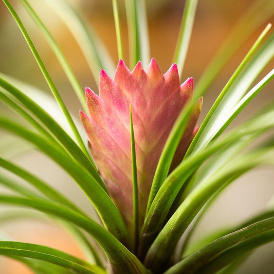 Tillandsia, Cyanea