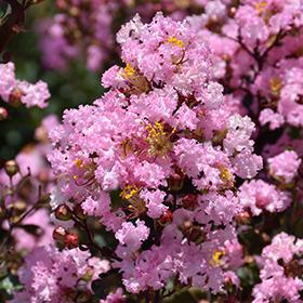 Crape Myrtle, Rhapsody in Pink