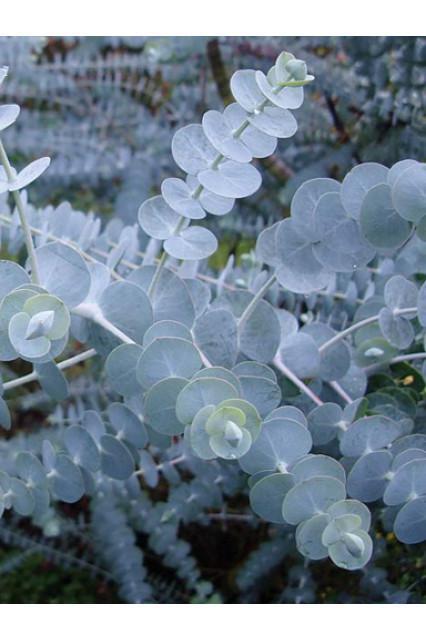 Eucalyptus, Variety