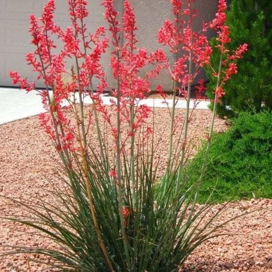 Yucca, Red