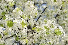 Bradford Pear