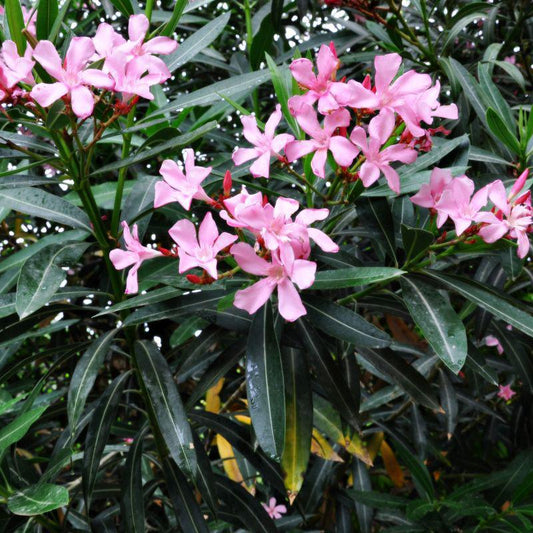 Oleander, Dwarf