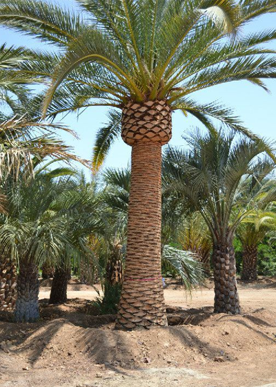 Palm, Canary Island Date