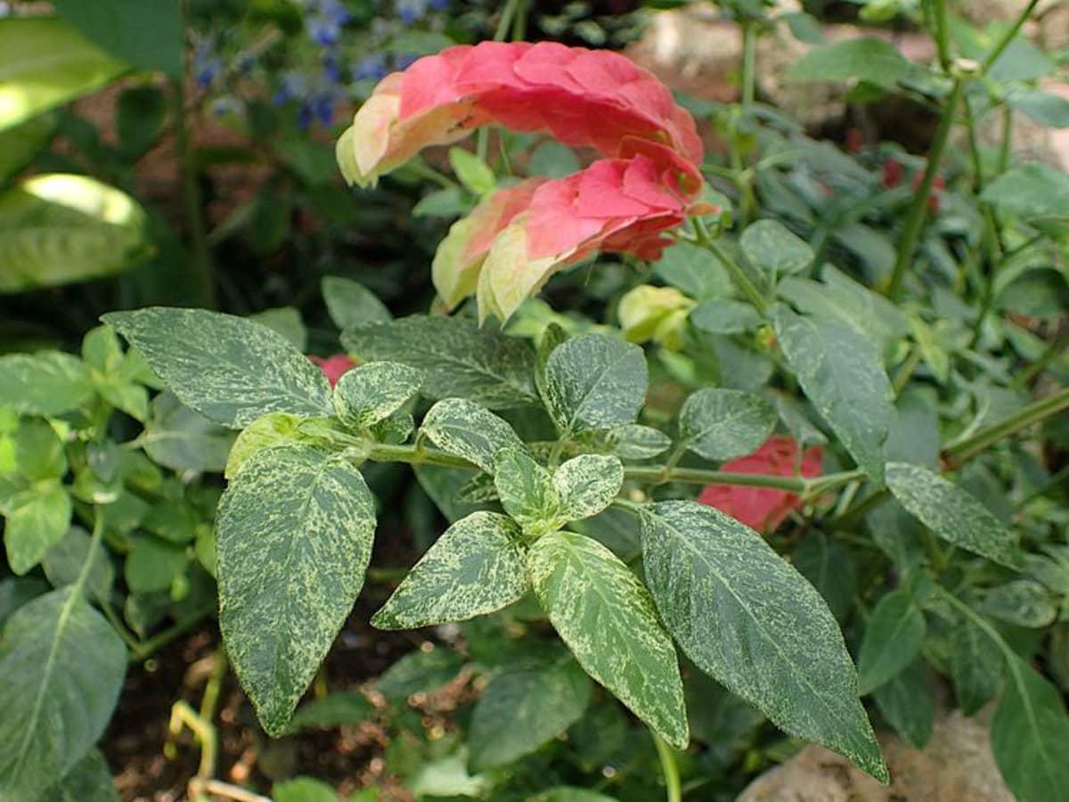 Shrimp Plant