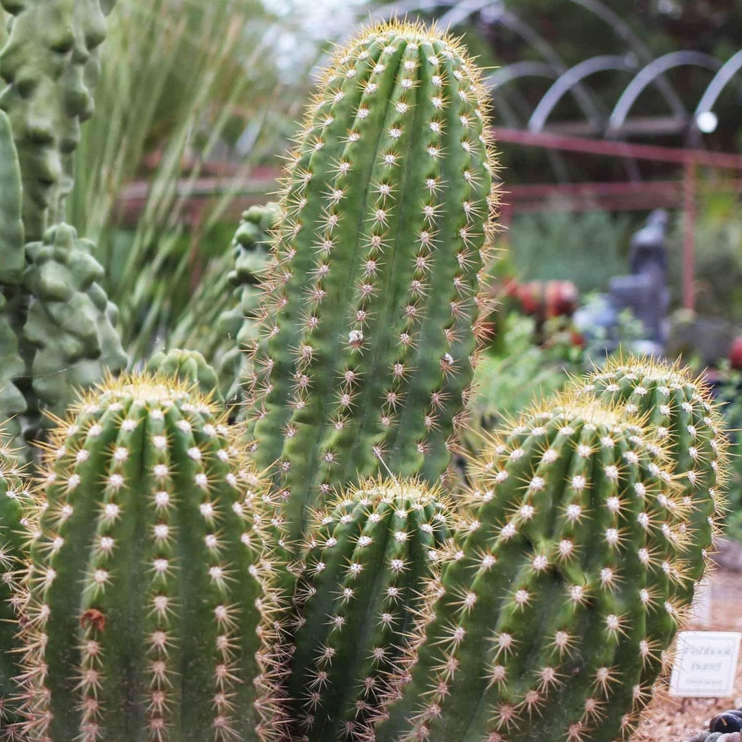 Cactus, Argentine Giant