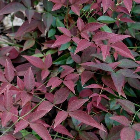 Nandina, Harbour DWF