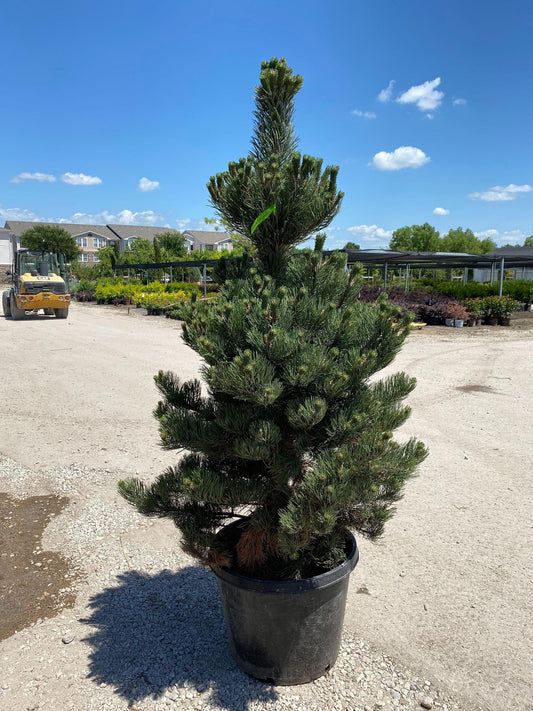 Pine, Austrian 'Oregon Green'