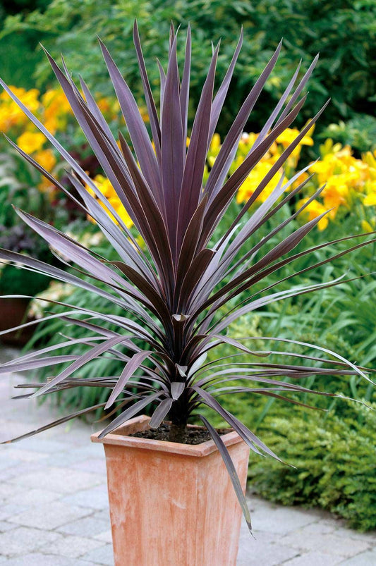 Cordyline