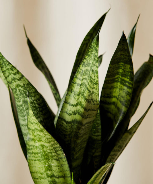 Sansevieria, Zeylanika