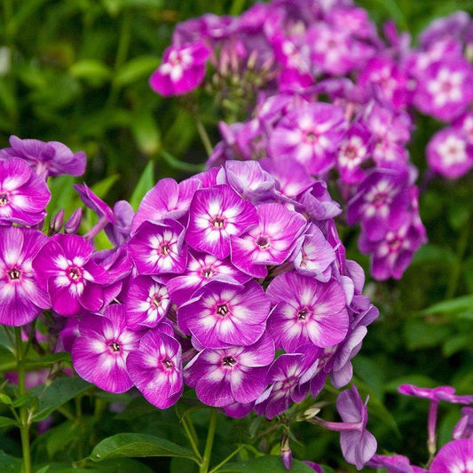 Phlox, Pink