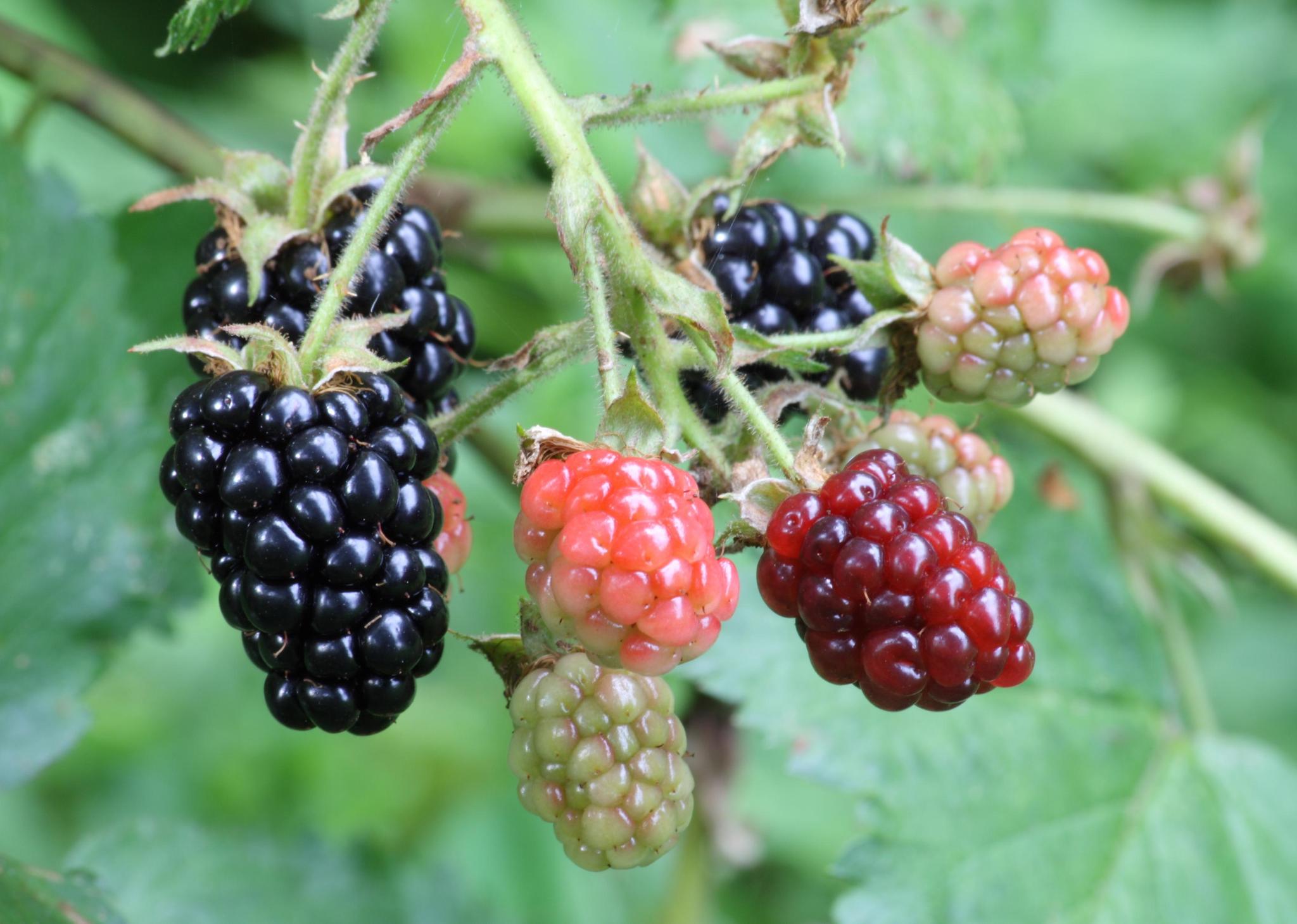 Fruit Trees+Shrubs