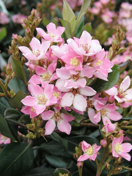 Indian Hawthorn, Pink