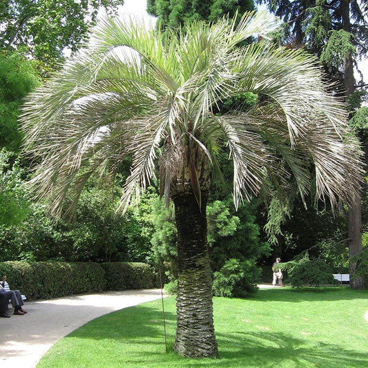 Palm, Pindo