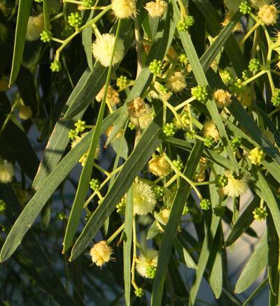 Willow, Acacia