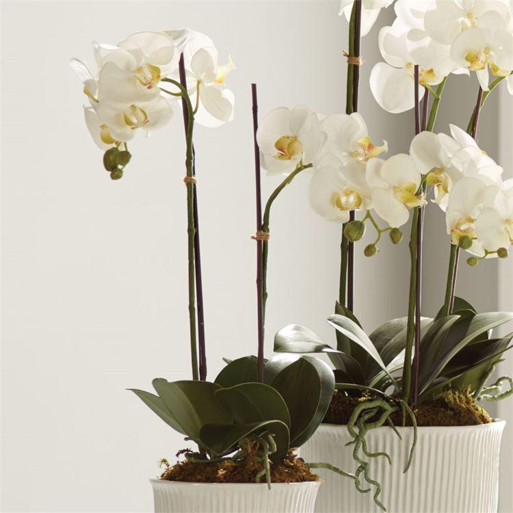 Drop-In, Phalaenopsis