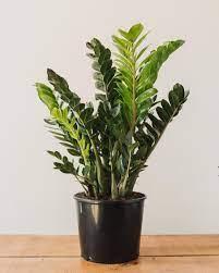 Zamioculcas Zamiifolia, "ZZ Plant"