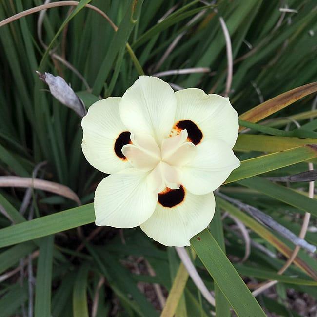 Iris, Bicolor Yellow