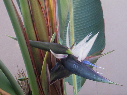 Bird of Paradise, White Bird