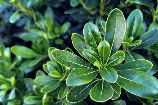 Pittosporum, Green