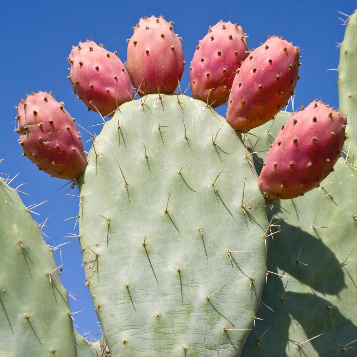 Cactus, Prickly Pear