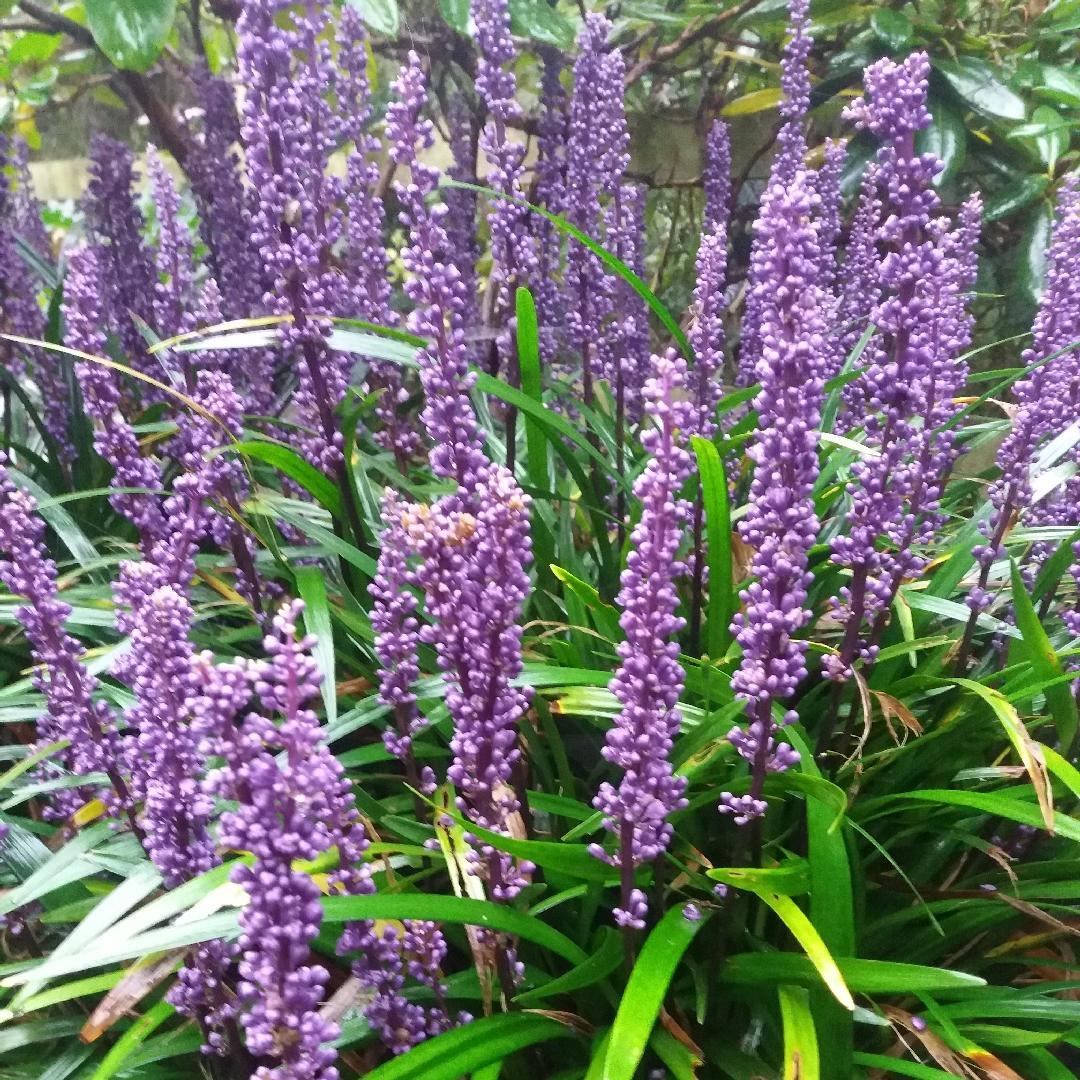 Liriope, Royal Purple
