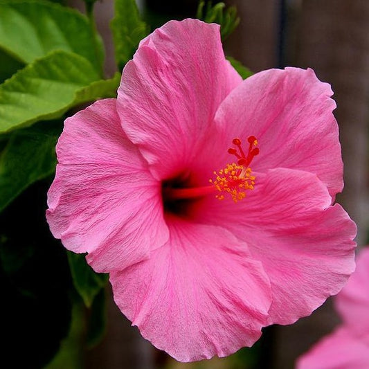 Hibiscus, Bush Assort. Colors