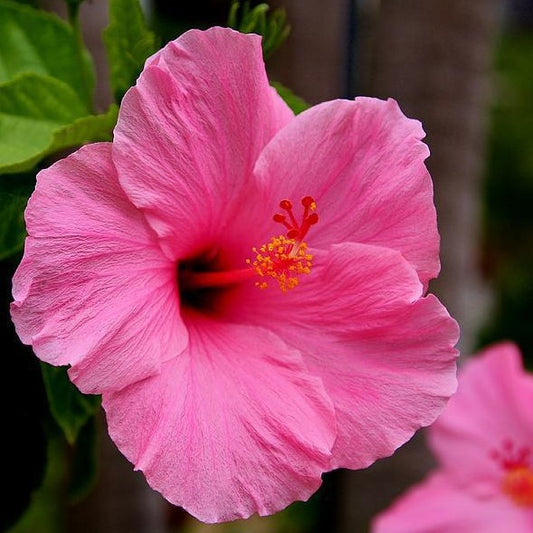 Hibiscus, Braid / Multi