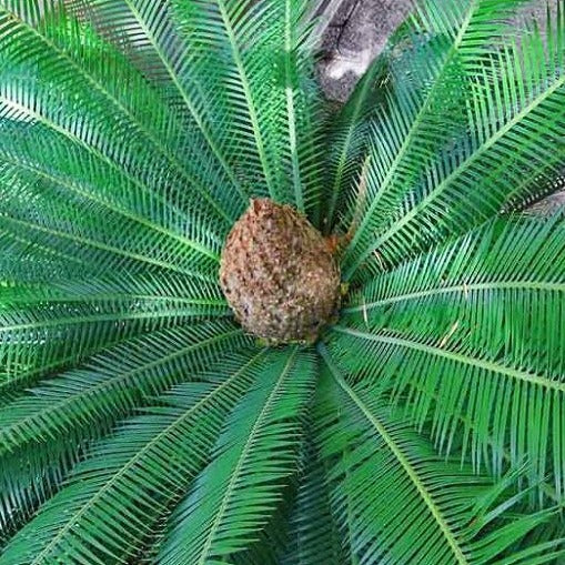 Palm, Dioon Edule