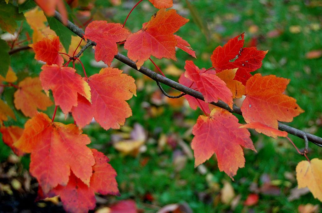 Maple, October Glory