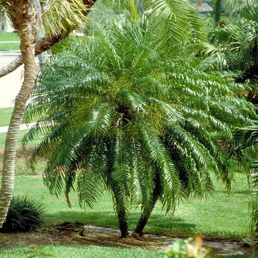 Palm, Pygmy Date