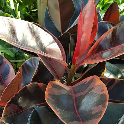 Ficus, Variegated Rubber Ruby