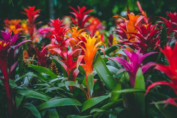 Bromeliad, Tillandsia Gardens