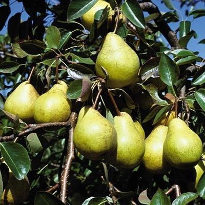 Pear, Fruit Tree