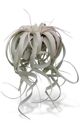 Xerographica, Air Plant