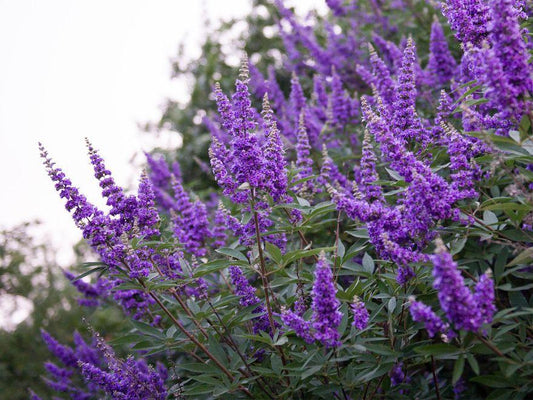 Vitex, Shoal Creek